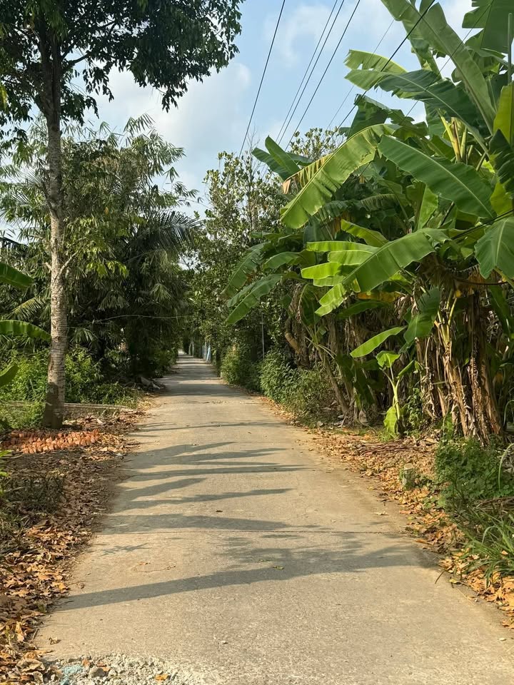 Đất nền Phường 2, Thị xã Cai Lậy 1026m² giá chỉ 1.3 tỷ - Đầu tư lý tưởng!