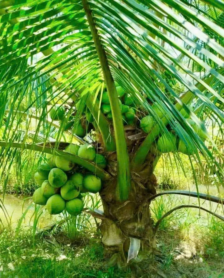 Đất nền 8400m² tại Xã Phong Nẫm, Huyện Giồng Trôm - Đầu tư sinh lời ngay!