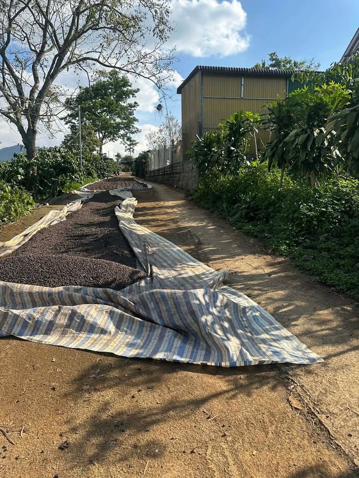 Đất thổ cư Gung Ré, Di Linh 800m² giá 1.1 tỷ - Cơ hội đầu tư hấp dẫn!