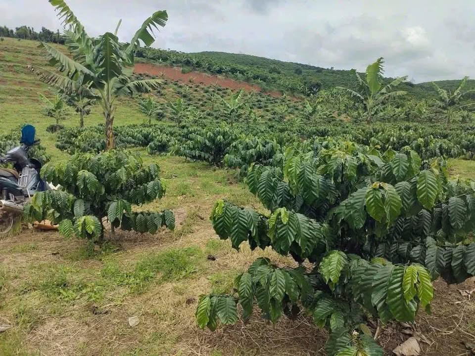 Đất nền 9 sào 6 xã Tân Lạc, huyện Bảo Lâm, giá 4.6 tỷ - Đường ô tô tận nơi!