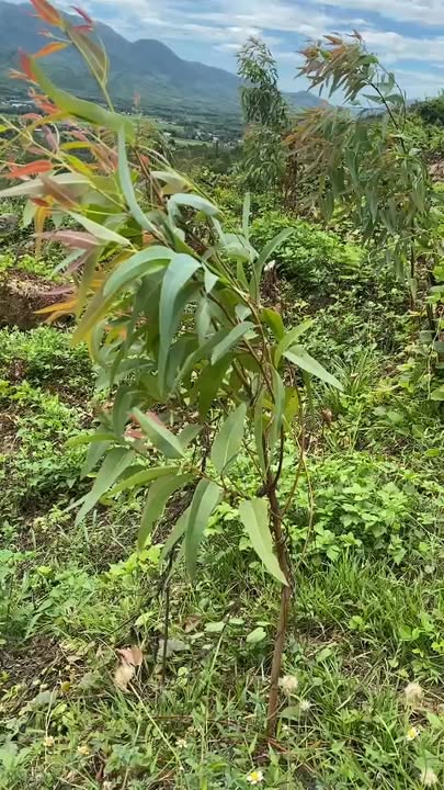 Đất trồng rừng 7 héc tại Vĩnh Lộc A, Bình Chánh - Giá 980 triệu - Pháp lý rõ ràng!