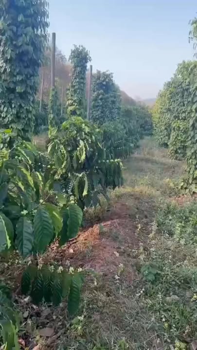 Đất nông nghiệp 1.800m² tại xã Ia Kla, huyện Đức Cơ - Giá 1 tỷ, thương lượng tốt!