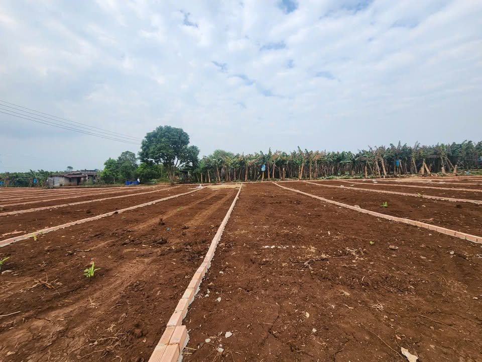 Đất thổ cư đường 19/05, xã Sông Thao, 165m² giá chỉ 780 triệu - Sổ đỏ chính chủ!