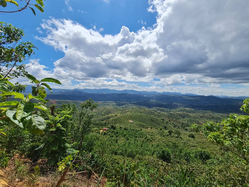 Đất Farm Thôn 7, Liên Đầm, Di Linh - 1332m² giá chỉ 200 triệu - View đẹp, khí hậu mát mẻ!