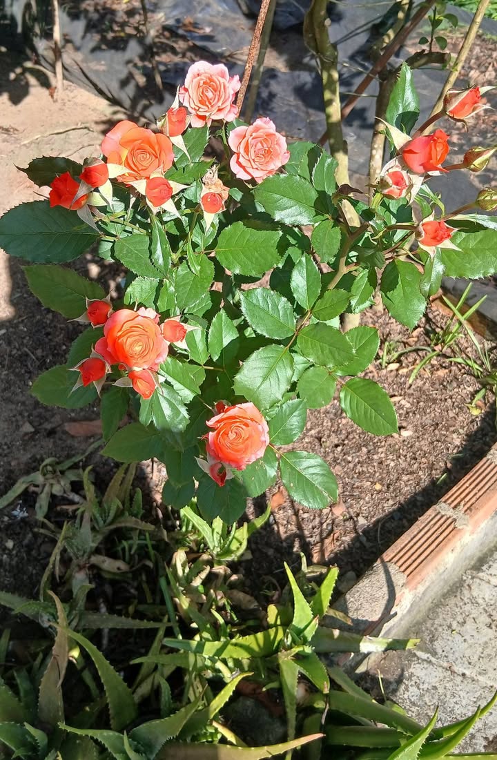 Đất Farm Hòa Ninh 2160m² giá 7 tỷ - Cơ hội đầu tư sinh lời!