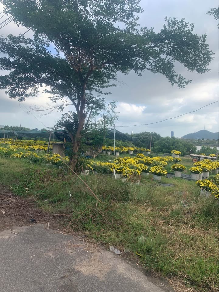 Đất Phước Thuận 140m² giá 1 tỷ - Sổ đỏ chính chủ sang tên ngay!