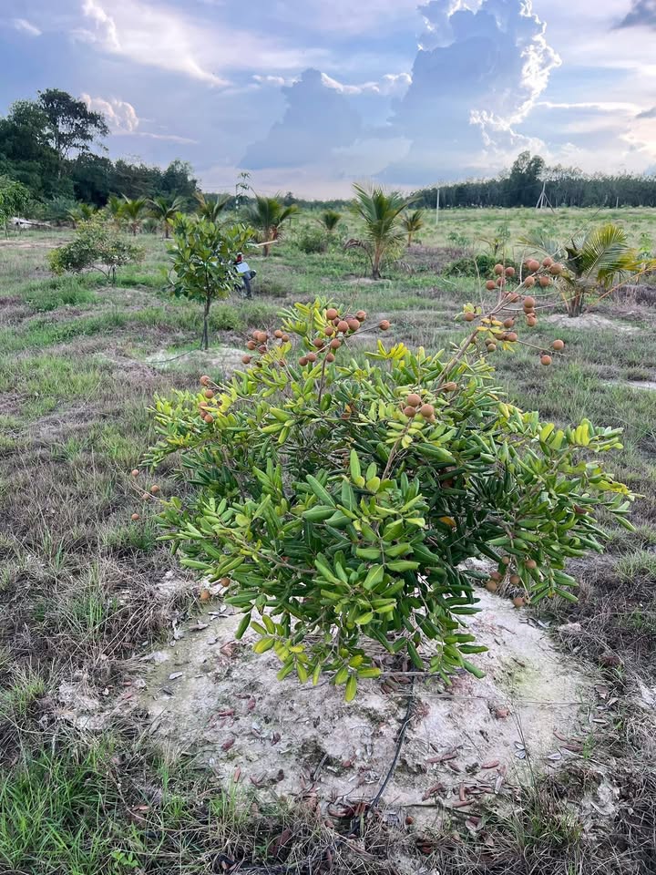 Farm 10 mẫu ấp Tha La, xã Định Thành A, giá 4 tỷ - Cơ hội đầu tư tuyệt vời!