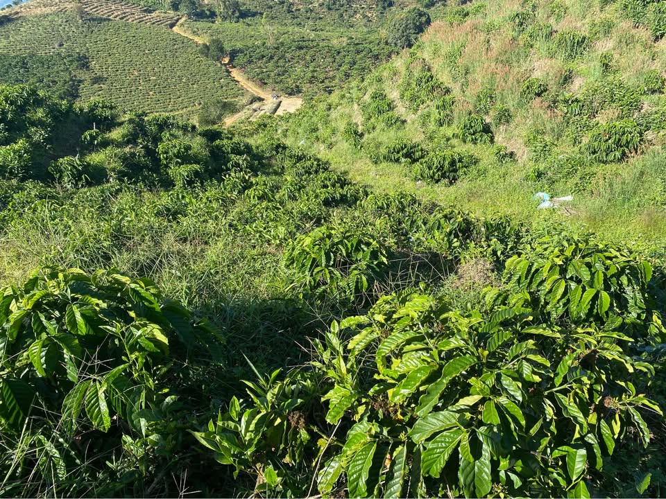 Đất Farm 5 Sào Đường Bao La, Thị Xã La Gi - Giá Chỉ 650 Triệu