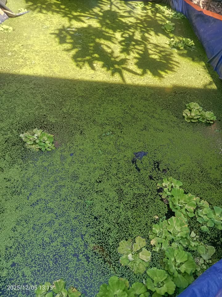 Đất nền phường Mỹ Ngãi 110m² giá chỉ 280 triệu - Cơ hội vàng cho thu nhập thấp!