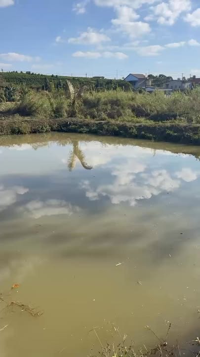 Đất thổ cư xã Dliê Yang, huyện Ea H'leo, 1430m² chỉ 24.31 tỷ - Đầu tư sinh lời tốt!