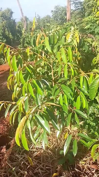 Đất nông nghiệp 1692m² tại Xã Ea Nuôl, Huyện Buôn Đôn - Giá thỏa thuận hấp dẫn!