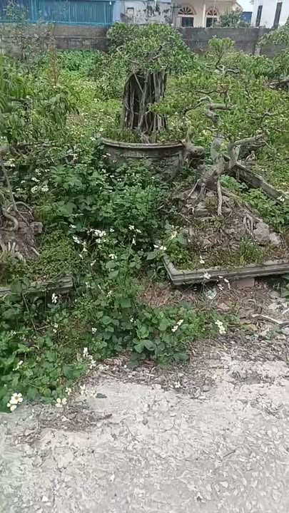 Đất nền 100m² Quảng Cư, Quảng Xương, Thanh Hóa - Sổ đỏ chính chủ, giá 1.48 tỷ, mặt tiền 4.4m