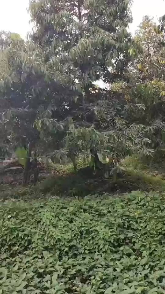 Đất nền 6000m² Xã Tân Phong, Huyện Cai Lậy chỉ 4.5 tỷ - Cơ hội đầu tư hấp dẫn!