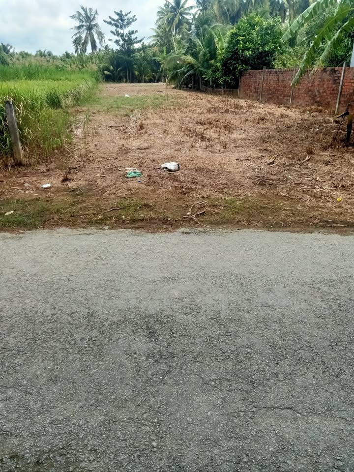 Lô đất vườn 588m² tại xã Châu Hưng, huyện Bình Đại - Giá chỉ 1.3 tỷ, thương lượng!