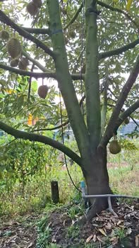 Farm sầu riêng 3,5 công tại Mỹ Tân, Cái Bè - 3,15 tỷ, cơ hội đầu tư hấp dẫn!