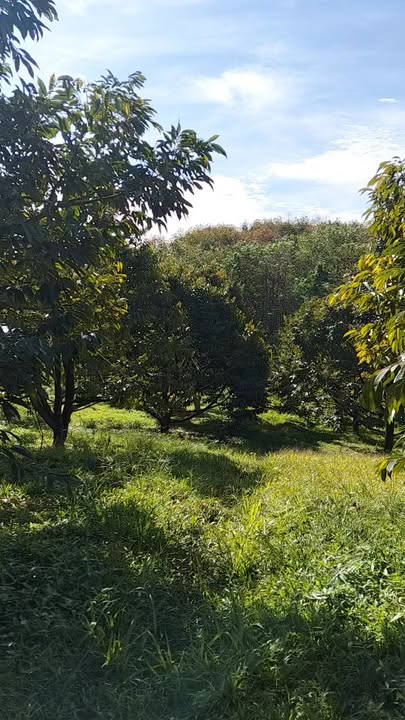 Farm Đạ Lây Lâm Đồng 2ha giá 4.7 tỷ - Đầu tư sinh lời hấp dẫn!