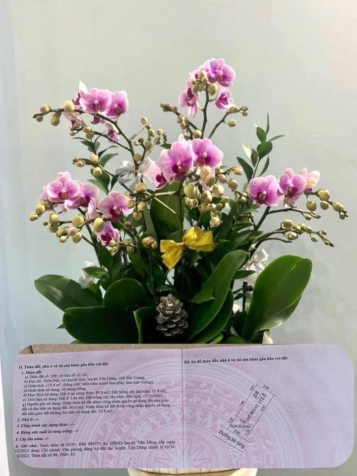 Đất nền Tổ dân phố Núi, Phường Vạn An, Bắc Ninh 115m² giá 1.1 tỷ - Sẵn sàng giao dịch ngay!