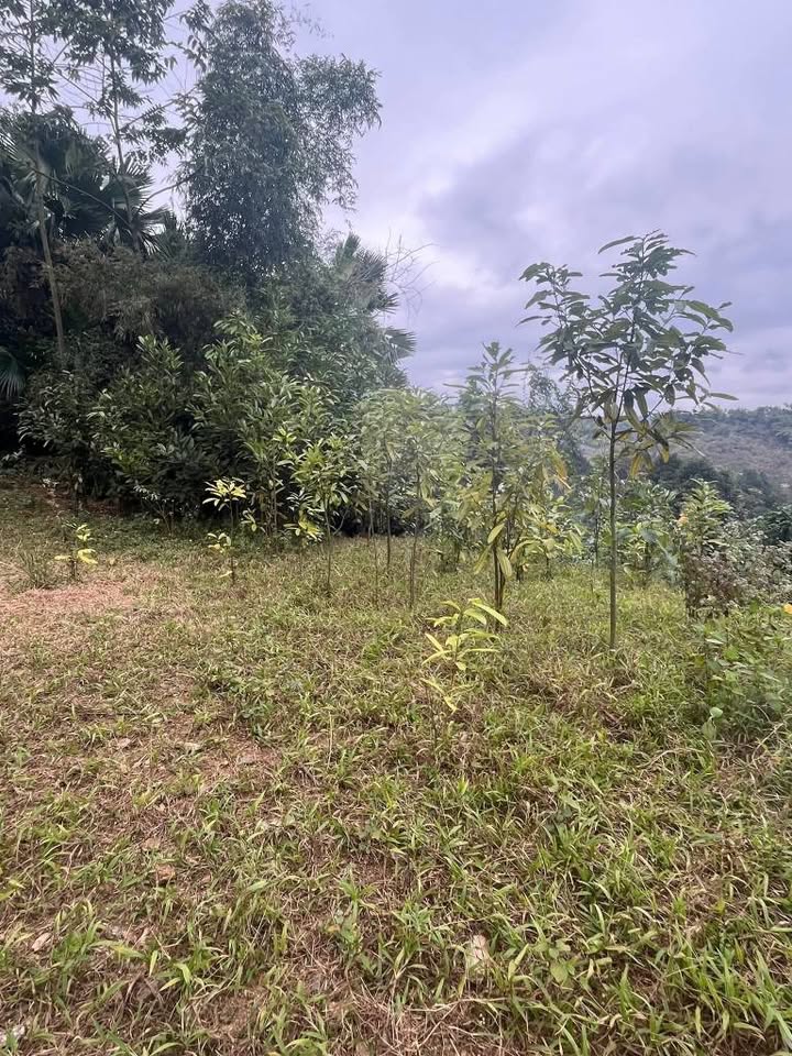 Đất vườn và rừng quế 2670m² tại Thôn Nhớn 2, Lào Cai - Giá tốt chỉ 680 triệu!