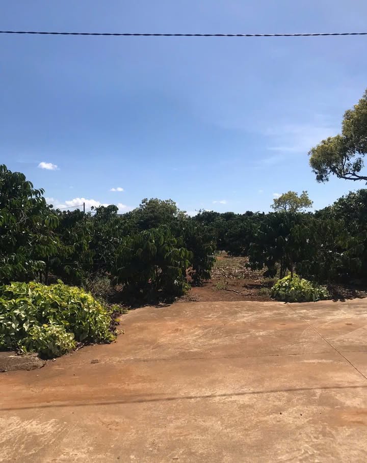 Đất hẻm Hồ Xuân Hương, Liên Nghĩa, 100m² - Pháp lý rõ ràng, giá chỉ 1.4 tỷ!