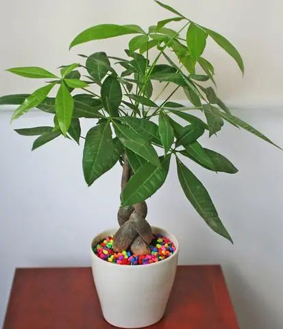 Nhà cấp 4 cho thuê tại Thái Hòa, Tân Uyên 136m² - Mặt tiền đường nhựa 7m, giá chỉ 4.5 triệu!