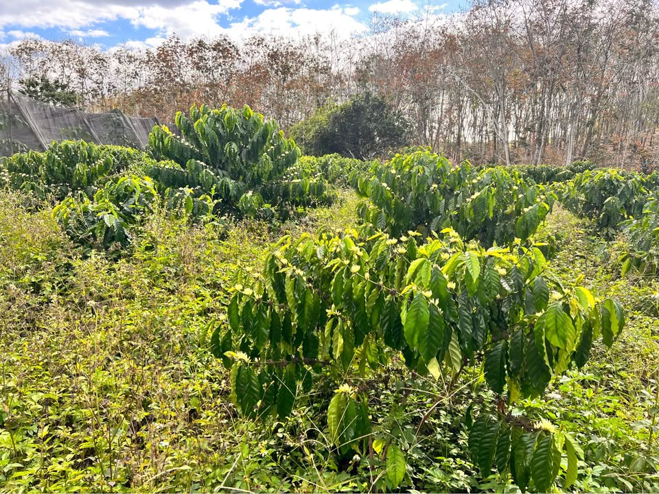 Farm 1,6ha tại Thành Phố Thuận An, Bình Dương giá 2 tỷ - Sổ đỏ chính chủ!