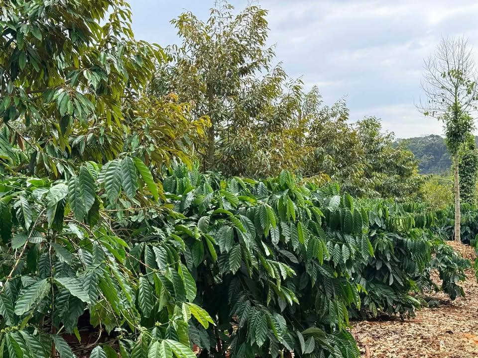 Farm 1Ha2 Ngô Thi Long Sơn, Đắk Nông giá mềm - Đầu tư sinh lời!