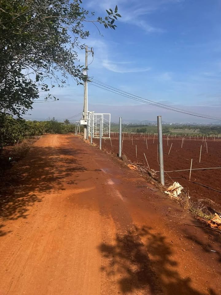 Đất nền Tân Hội, Đức Trọng 145m² giá 450 triệu - Sổ đỏ chính chủ sẵn sàng!