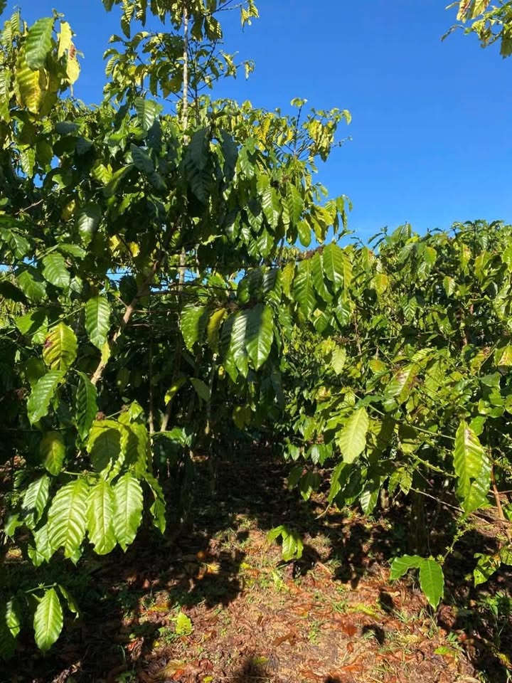 Đất 1ha Thôn 13 Lộc Ngãi, Huyện Bảo Lâm giá 4.5 tỷ - Đầu tư sinh lời ngay!