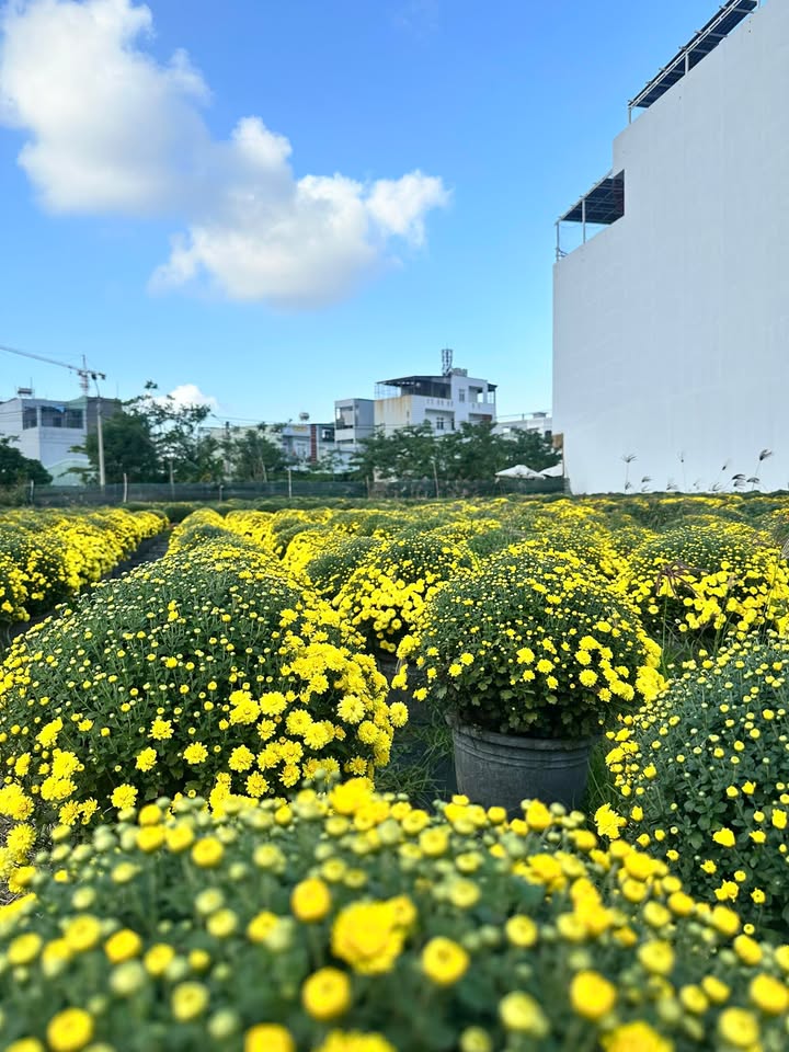 Đất nền đẹp tại phường Nhơn Bình, Quy Nhơn 92m² - Đầu tư sinh lời lý tưởng!