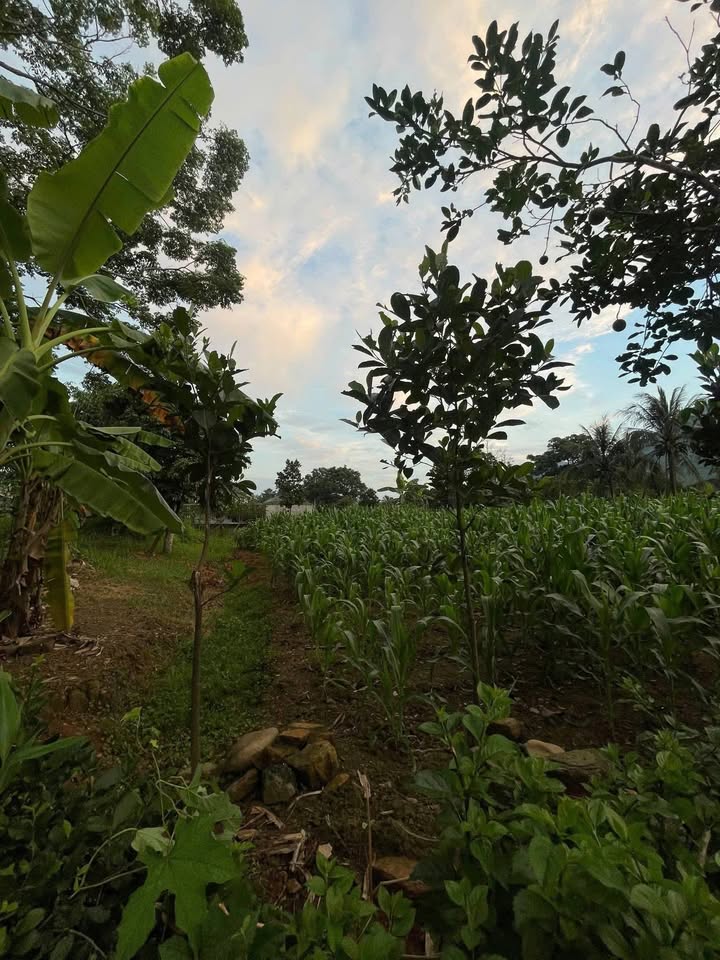 Đất thổ cư Xã Yên Sơn, Huyện Thanh Sơn, 1040m² giá 1.04 tỷ - Cơ hội đầu tư hấp dẫn!