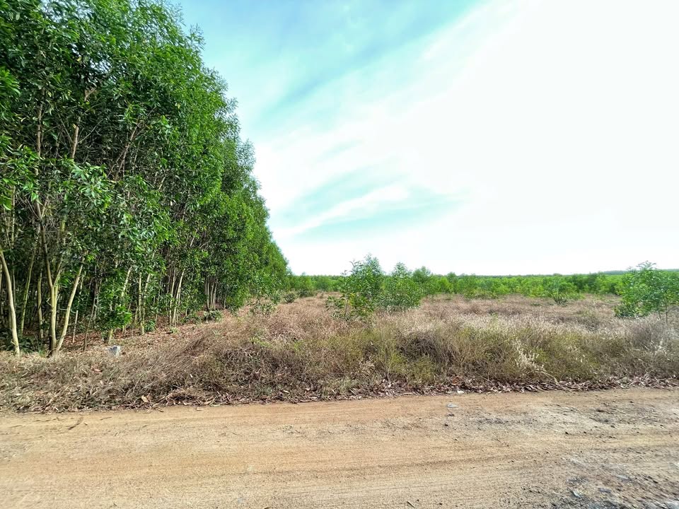 Đất nền 1000m² gần biển Lộc An - Bà Rịa Vũng Tàu giá 1.45 tỷ - Cần bán gấp trước Tết!