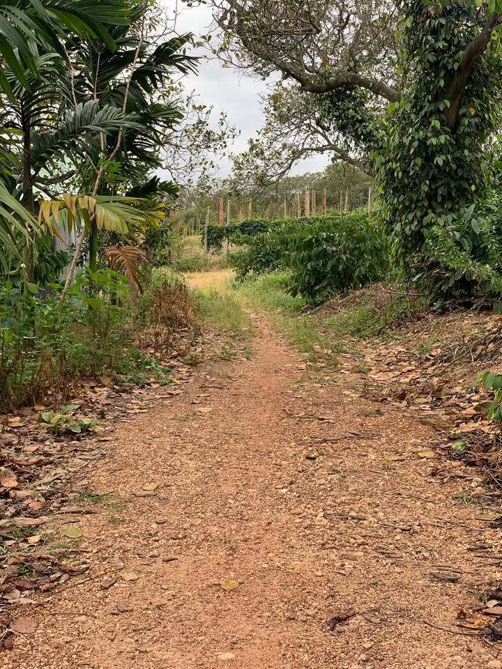 Đất rẫy 8,4 sào tại Thị trấn Phước An, Huyện Krông Pắc - Giá chỉ 1,1 tỷ