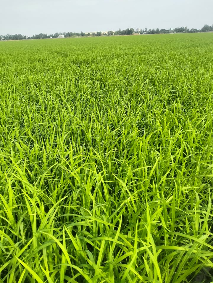 Đất ruộng kênh T3, huyện Tân Hưng, Long An - 50.000m² giá 5.75 tỷ - Cơ hội đầu tư hấp dẫn!