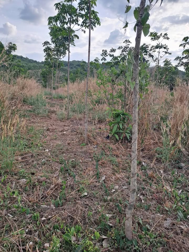 Farm Bằng Phú Lộc Đồng Nai 48,000m² giá 5.1 tỷ - Đất trồng cao su sinh lời