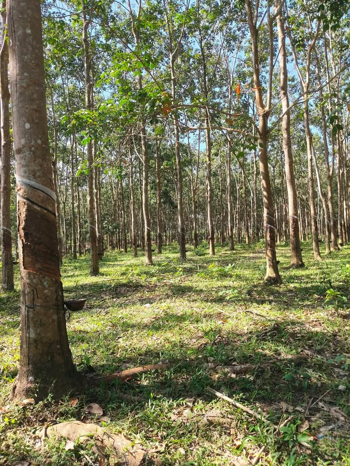 Đất nền 2ha tại xã Đức Thuận, huyện Tánh Linh - Giá chỉ 900 triệu!