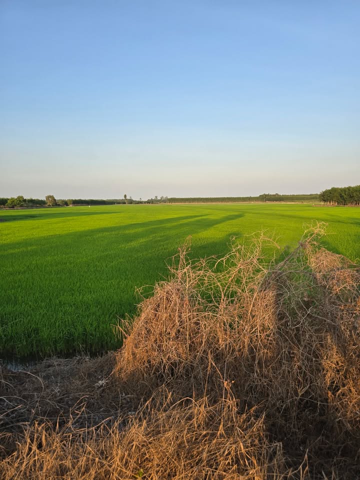 Đất nền mặt tiền Thạnh Hóa 18.000m² giá 2.25 tỷ - Cơ hội đầu tư hấp dẫn!