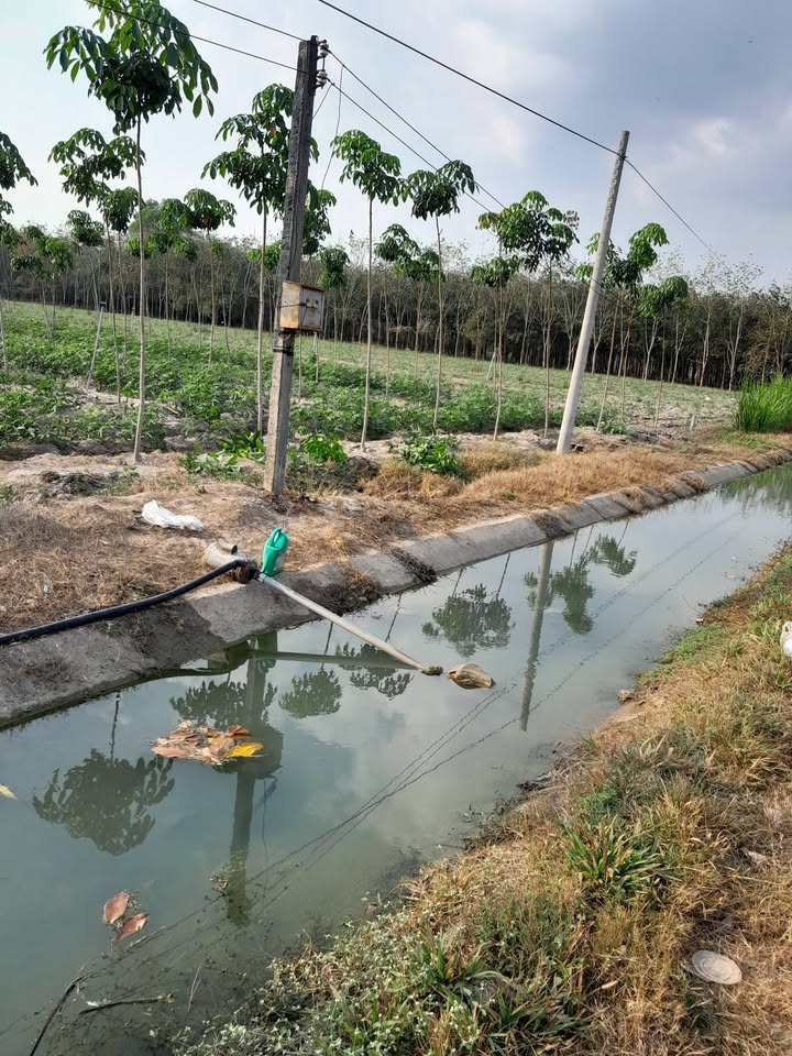 Đất nông nghiệp 1 mẫu tại Ấp 5, Trà Vong, Tân Biên - Giá thuê 30 triệu/tháng