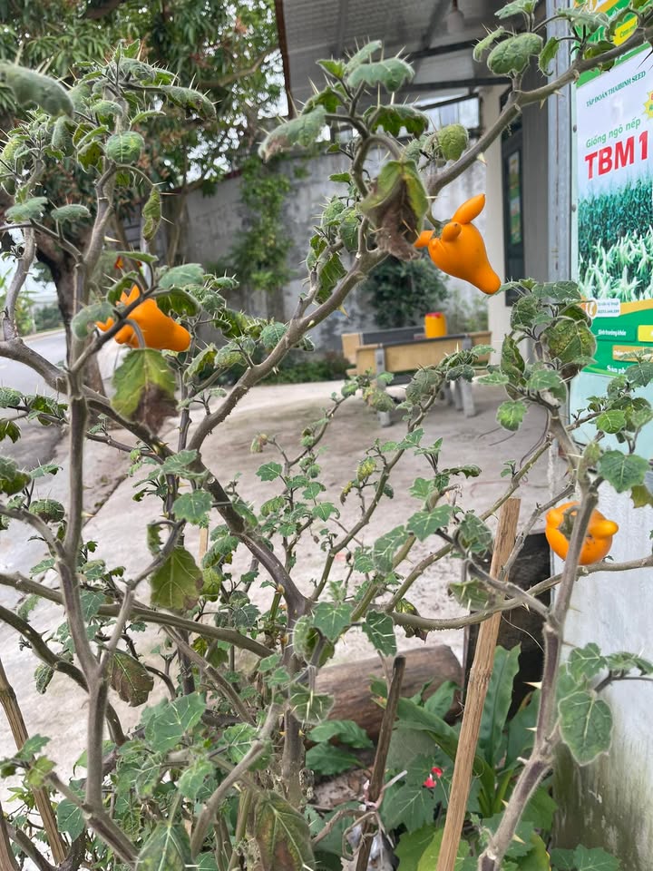 Đất thổ cư thôn Tràng, xã Tam Cường, Vĩnh Bảo, 157m² - Đầu tư sinh lời ngay!