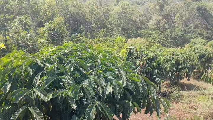 Lô rẫy 2412m² tại Quảng Tín, Đắk Nông - Giá mềm, cần bán gấp!