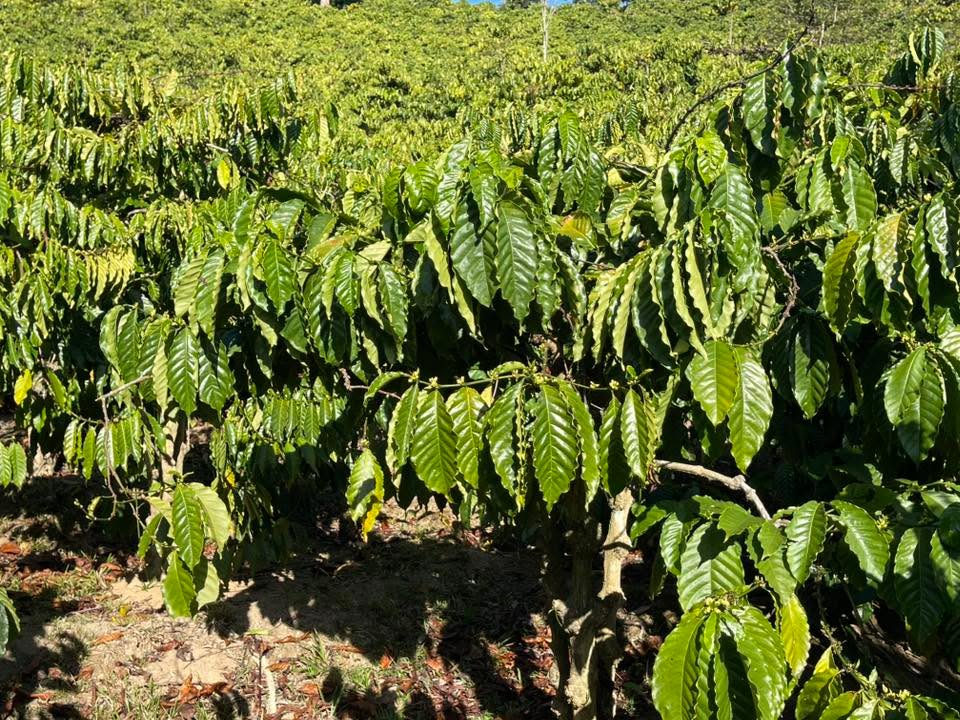 Đất nền 1.4ha tại thôn Chin Múp, Đam Rông, Lâm Đồng - Giá chỉ 1.42 tỷ!