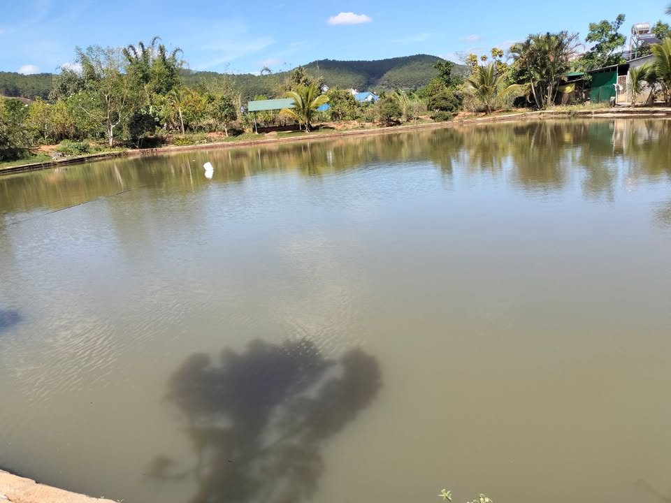 Đất dự án 50 năm tại Đăk Lăk, diện tích 34ha, giá 55 triệu/1ha - Cơ hội đầu tư hấp dẫn!