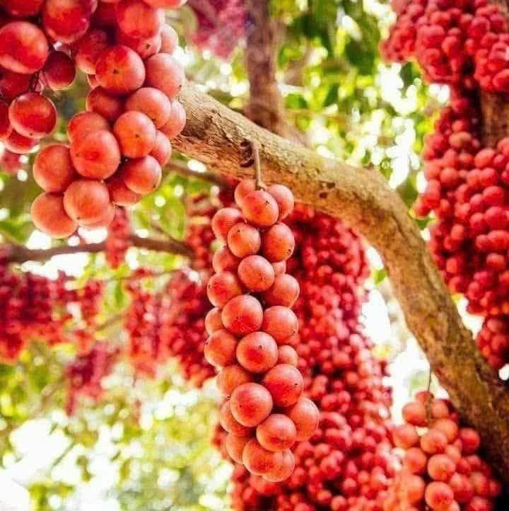 Lô nhà vườn nghỉ dưỡng Cao Nguyên Vân Hòa 756m² giá thỏa thuận - Môi trường sống lý tưởng!