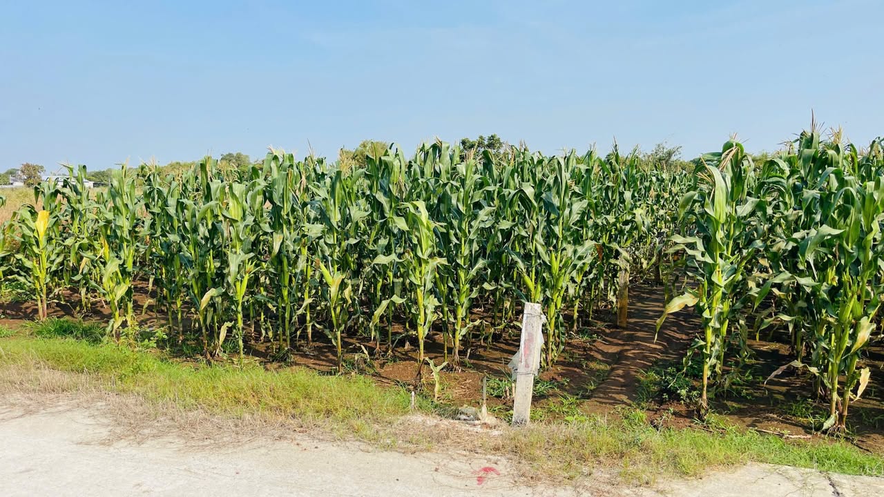 Đất nền Thị trấn Đất Đỏ 500m² giá 2.2 tỷ - Sổ hồng chính chủ!