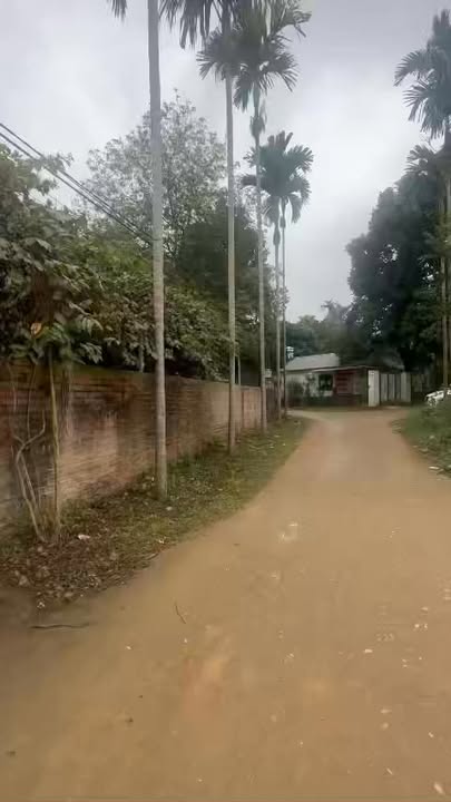 Farm Cẩm Khê 2000m² giá 1 tỷ - Nhà vườn kiên cố, gần chợ