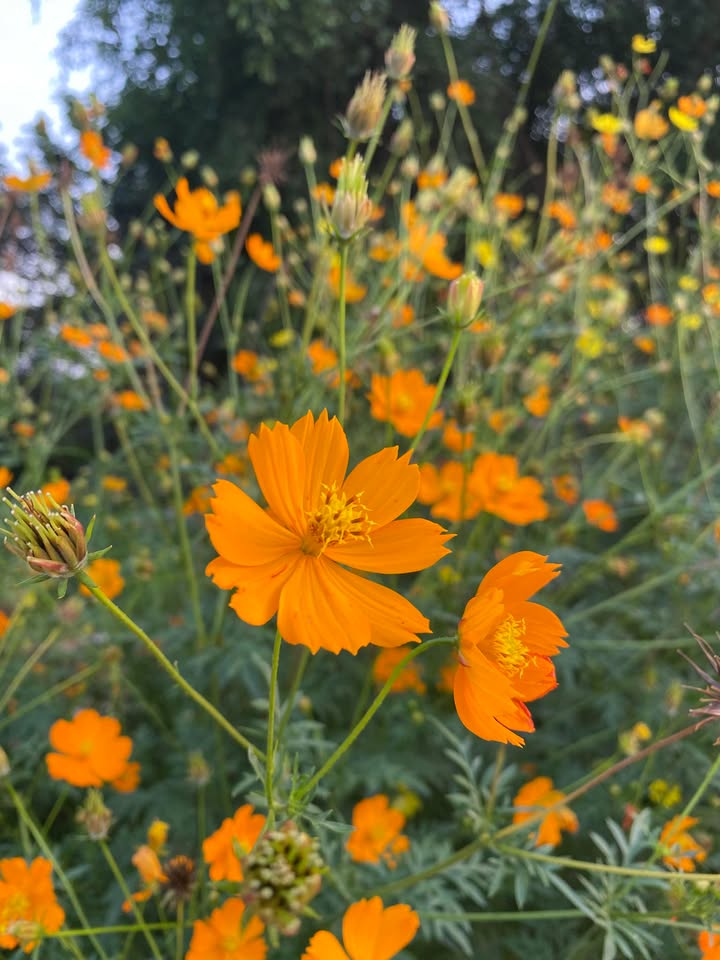 Đất hẻm ô tô Nguyễn Thượng Hiền, Tân An, 94m² - Giá chỉ 780 triệu!