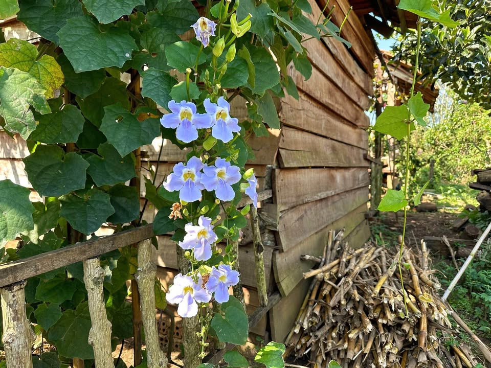 Đất thổ cư 520m² tại Gia Mô, Tân Lạc, Hòa Bình - Đầu tư sinh lời hấp dẫn!