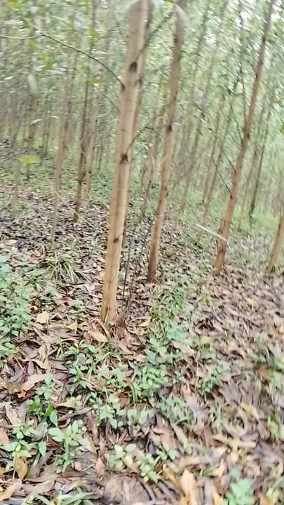 Đất Farm 40ha tại Xã Xuân Hưng, Huyện Thọ Xuân, Thanh Hóa - Sổ hồng chính chủ