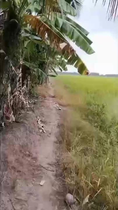 Đất 3 mặt tiền 30000m² tại Ấp Tân Quy, TP Cần Thơ - Giá chỉ 3.6 tỷ!