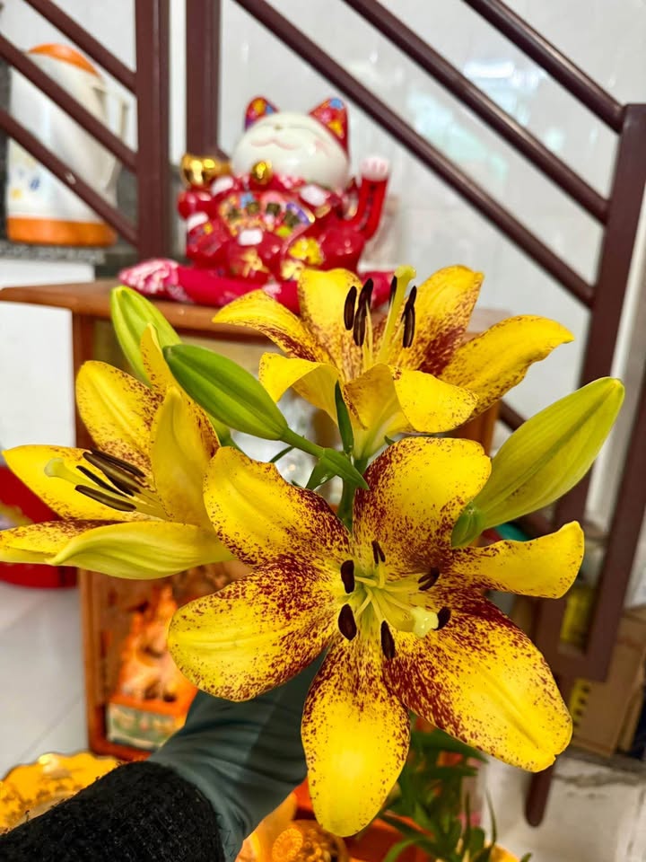 Đất hẻm Thân Nhân Trung Hòn Sện 98m² giá 2.6 tỷ - Cơ hội đầu tư hấp dẫn!