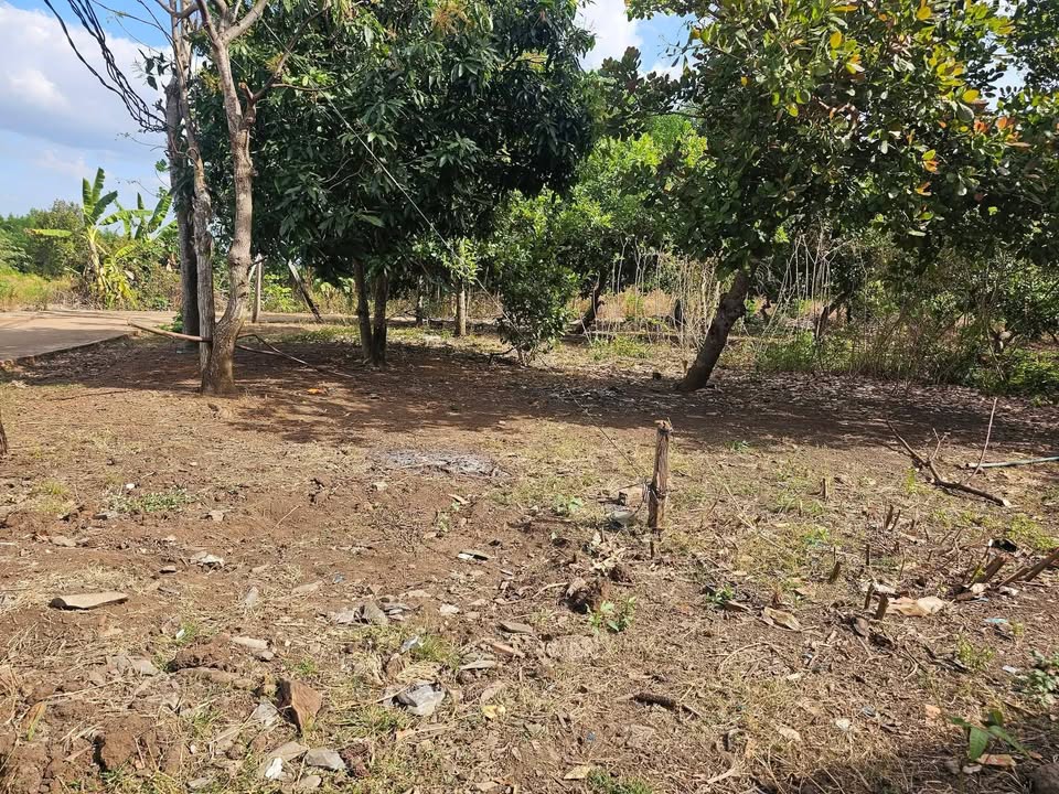 Đất nông nghiệp 37.000m² tại Ấp 9, Bù Đốp - Giá chỉ 2.035 tỷ!